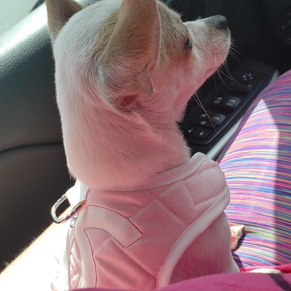 Meet your Posher, Paula